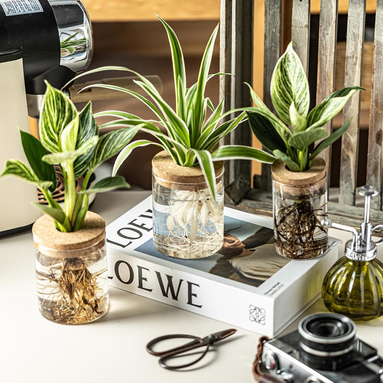 6-Piece Glass Water Propagation