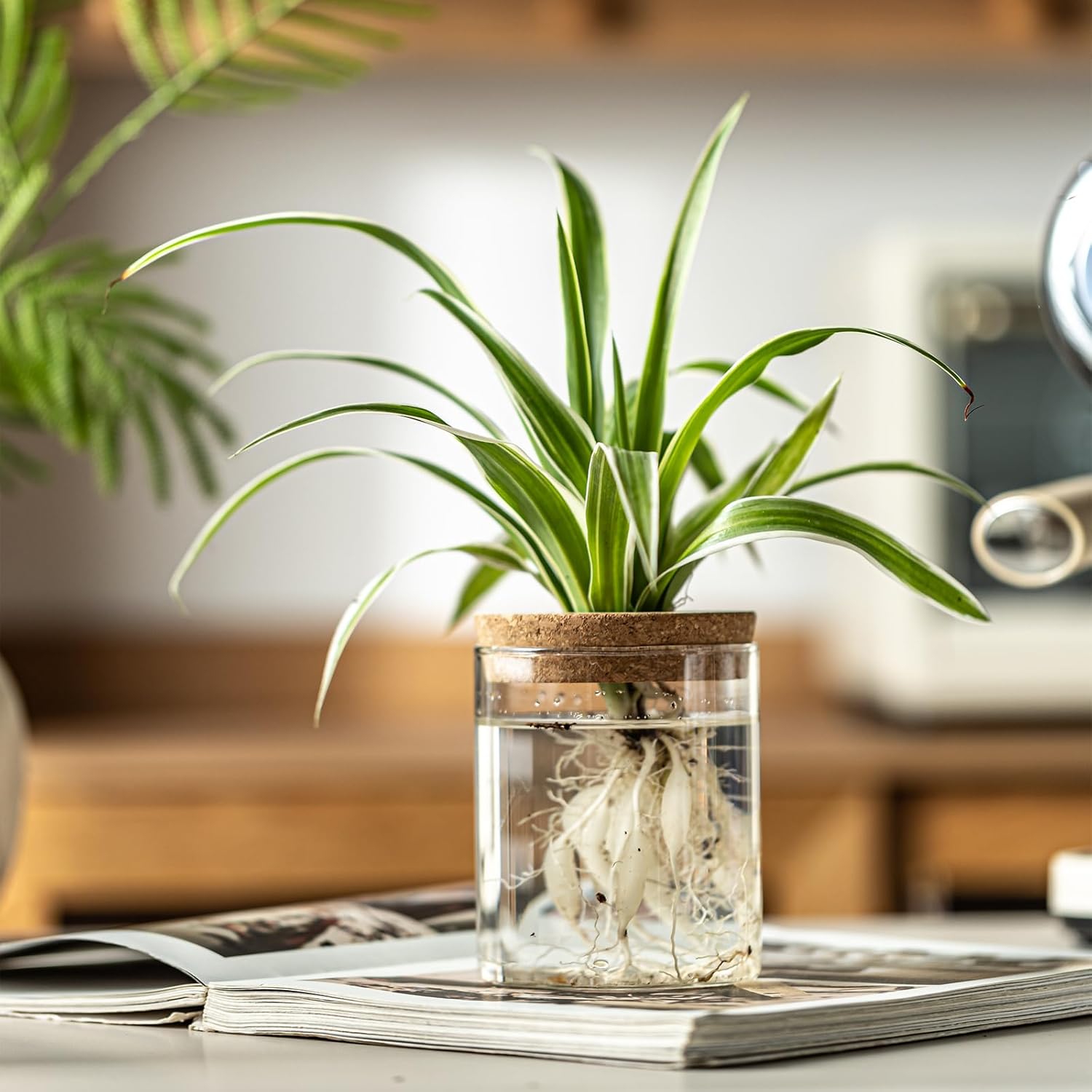 6-Piece Glass Water Propagation